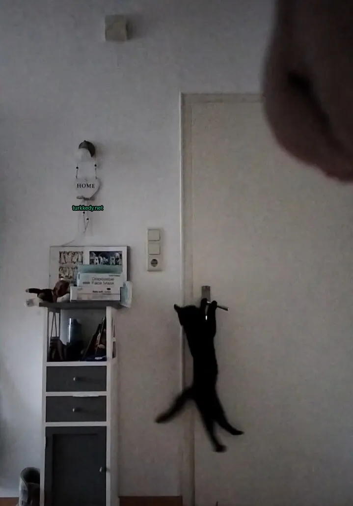 Siyah bir kedi, beyaz göğsüyle birlikte bir kapıyı tırmanıyor.