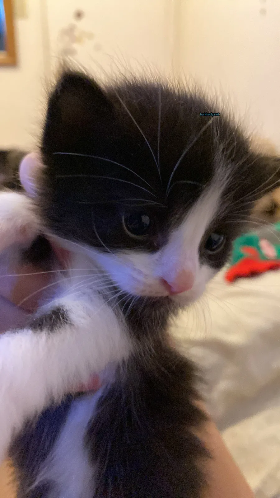 Siyah ve beyaz bir kedi, beyaz bir ayakla bir kişi tarafından tutuluyor.