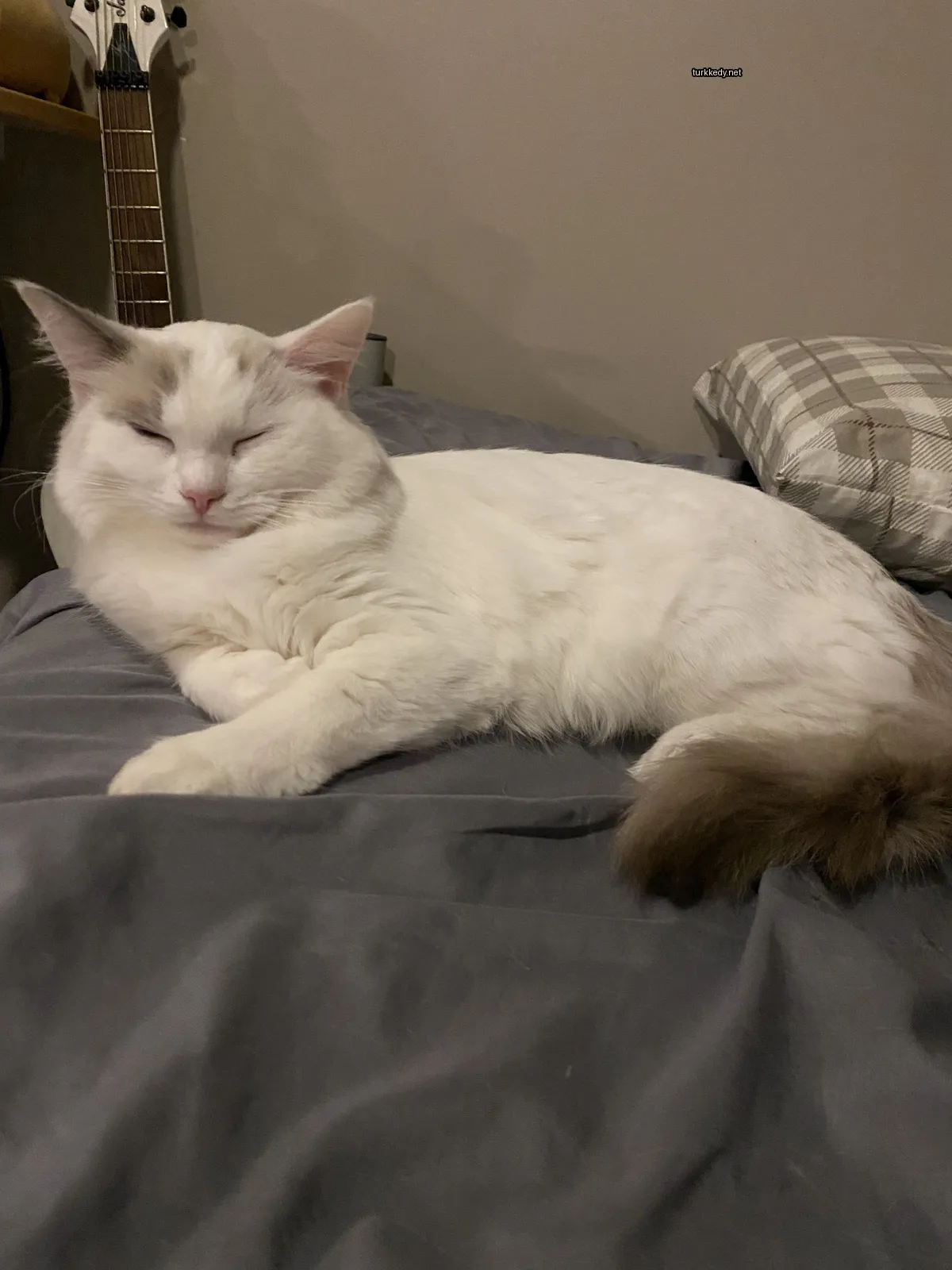 Beyaz bir kedi, kuyruğu ve kulakları kahverengi olan bir yatakta yatıyor.