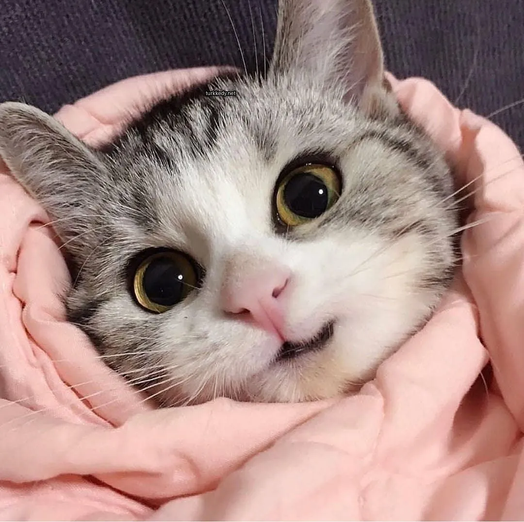 Gri ve beyaz bir kedi, sarı gözleri ve etrafına sarılı pink bir battaniyeye sahip.