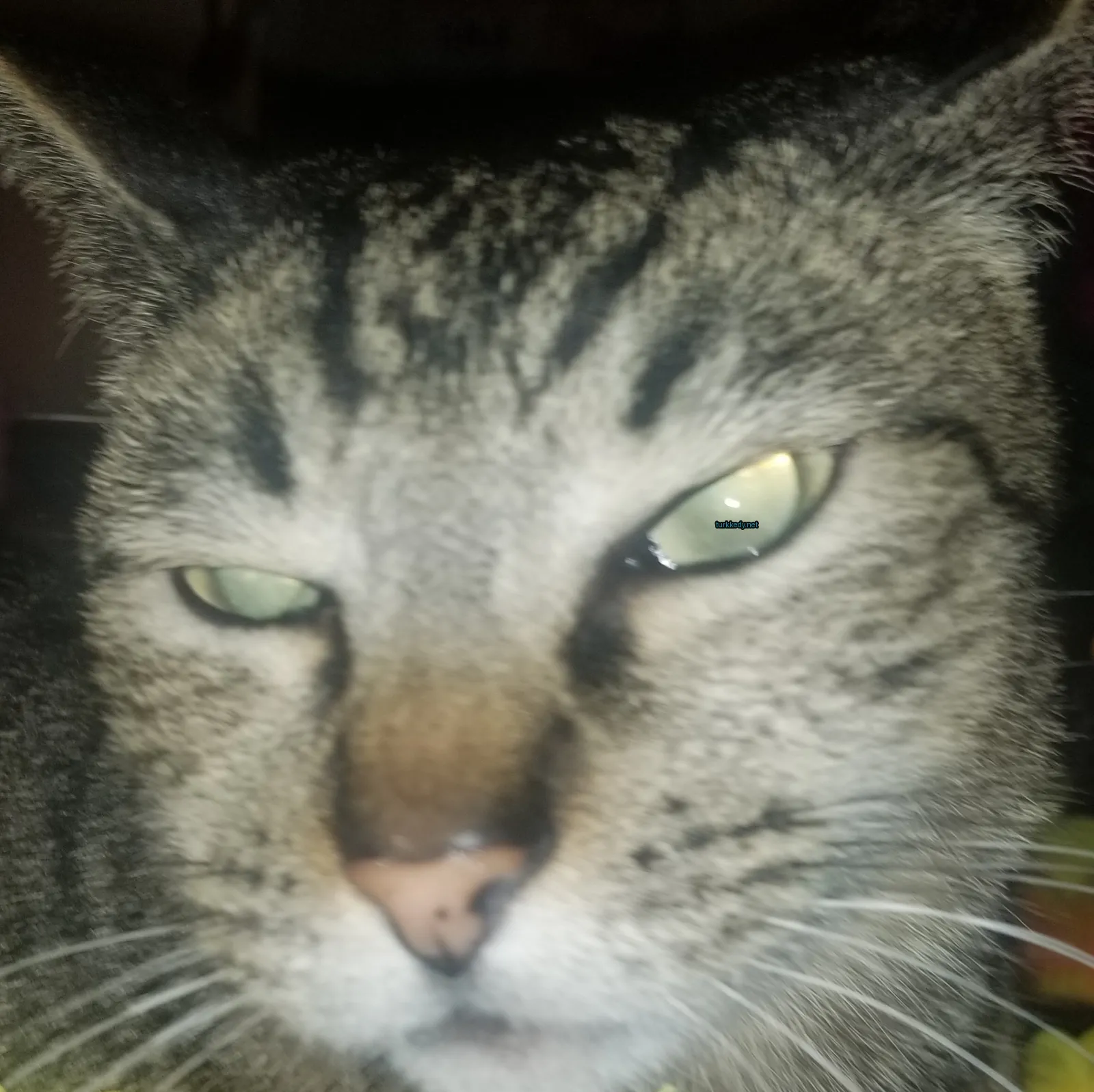 Gri ve beyaz bir kedi sarı gözlerle bir minderin üzerinde oturuyor.