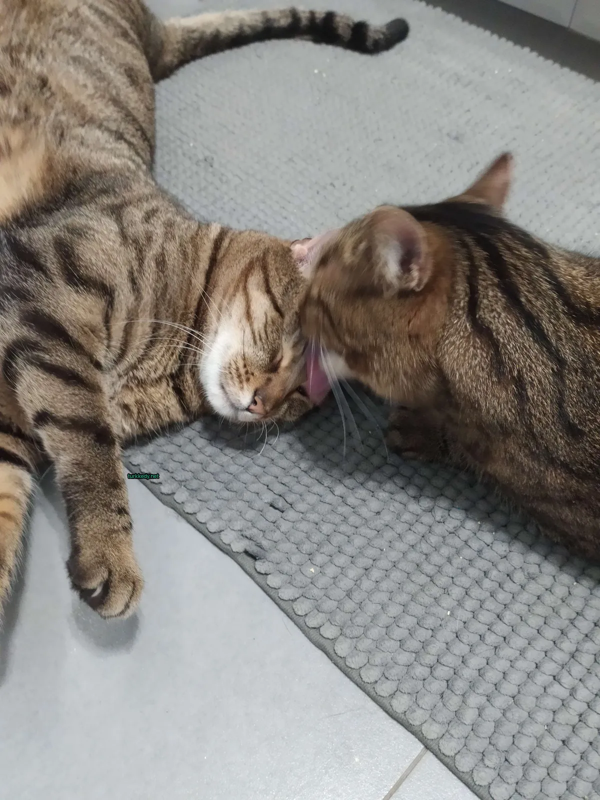 İki kedi, bir diğeri diğerinin yüzünü yalayarak zemine yatık bir çalıktır.