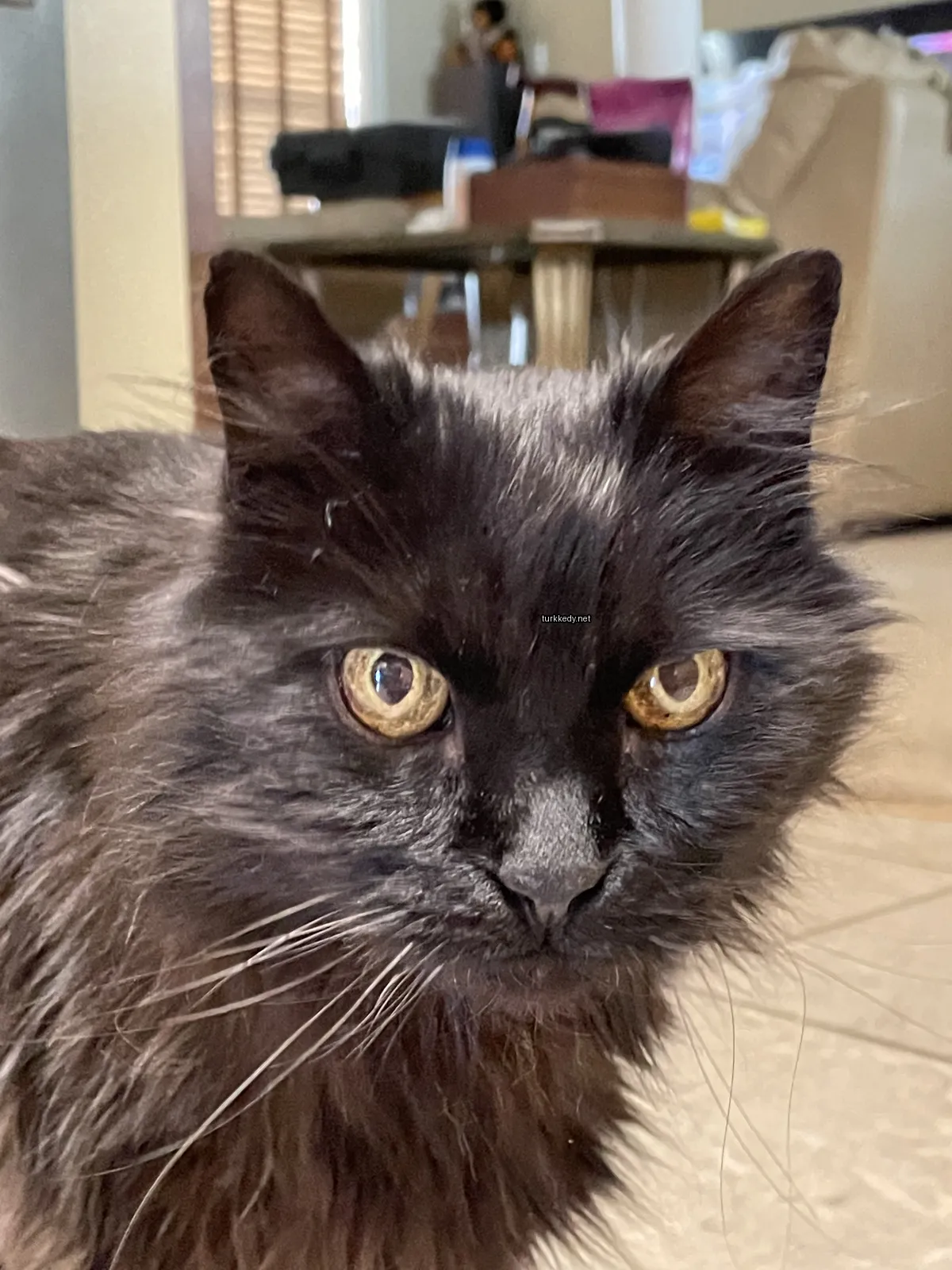 Siyah bir kedi, sarı gözleri ile zemine oturuyor.