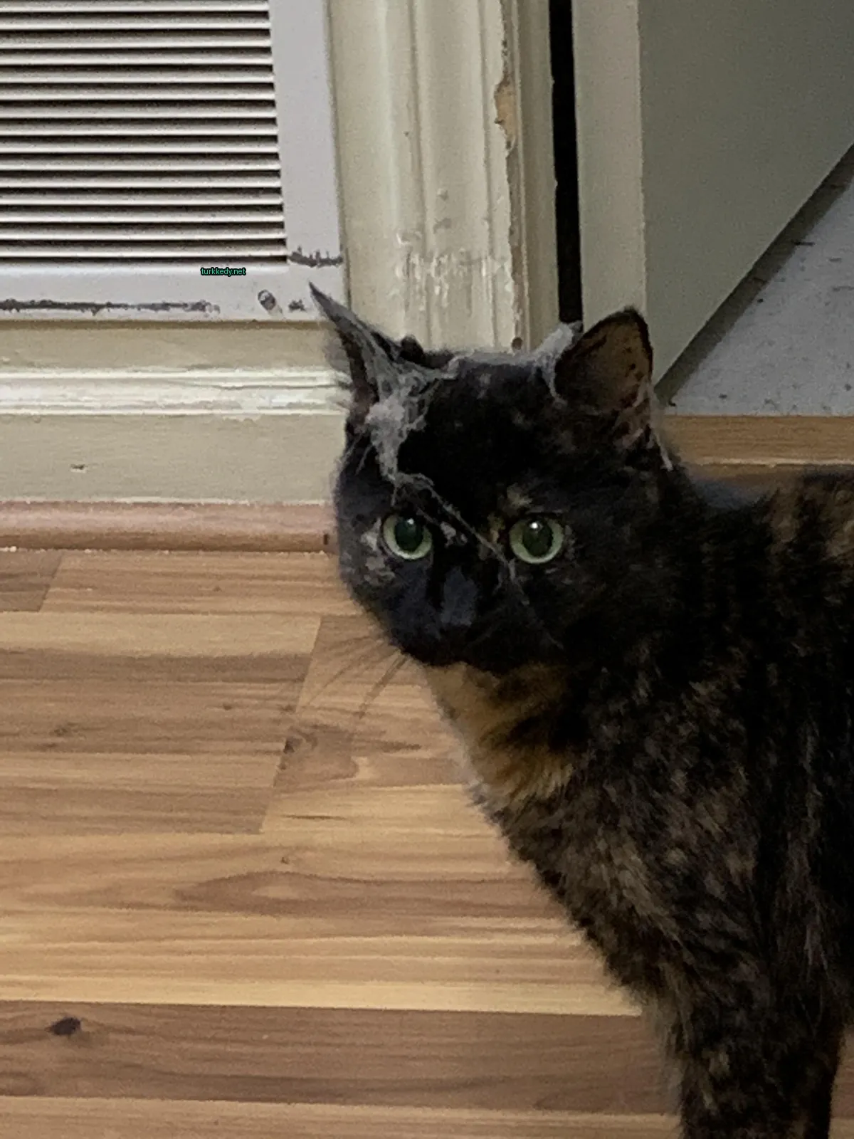 Siyah ve turuncu bir kedi, beyaz yüzü ve yeşil gözleri ile ahşap zeminde oturuyor.