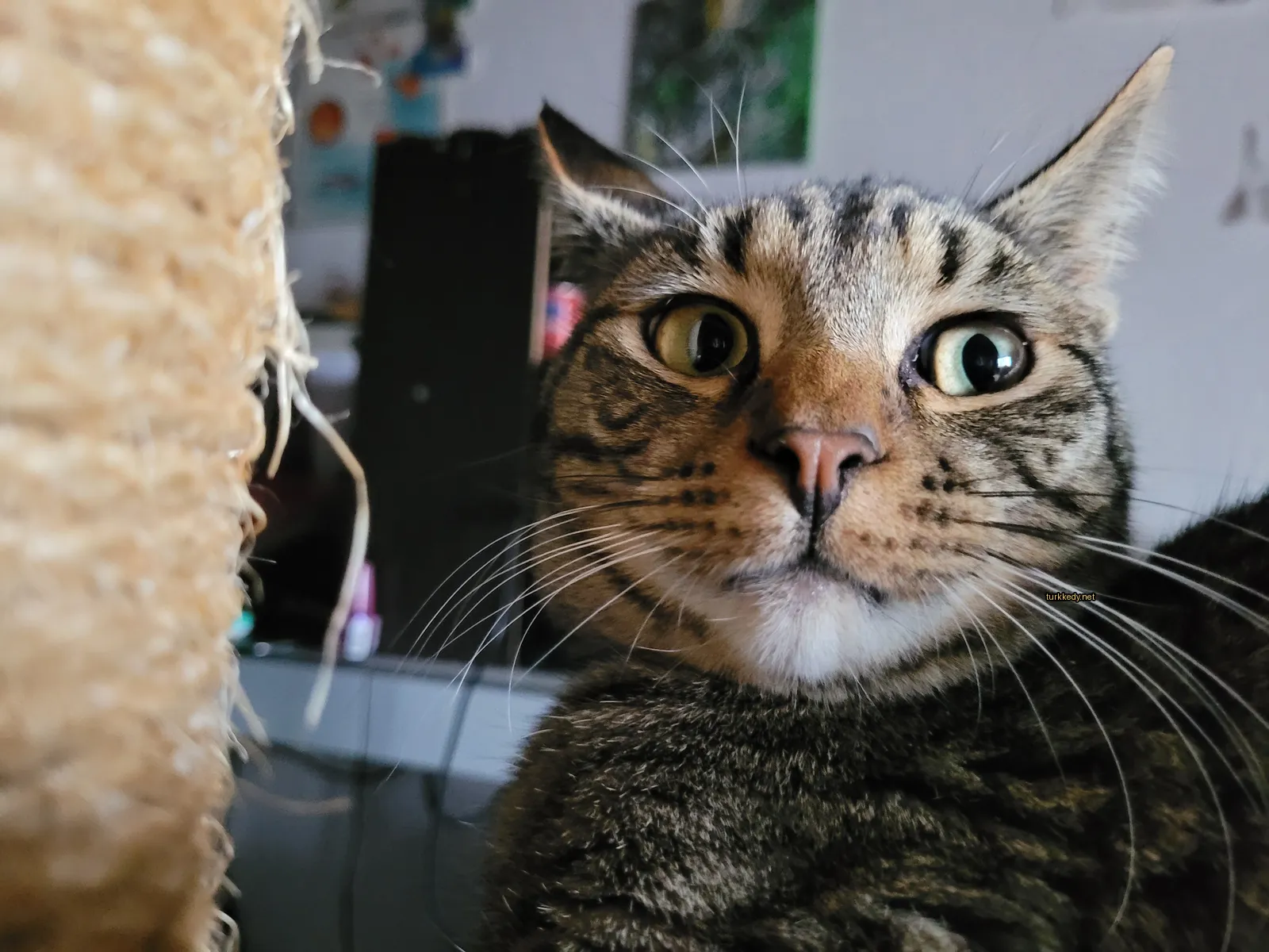 Kırmızı ve beyaz damarlı bir kedi, şaşkın bir ifadeyle.