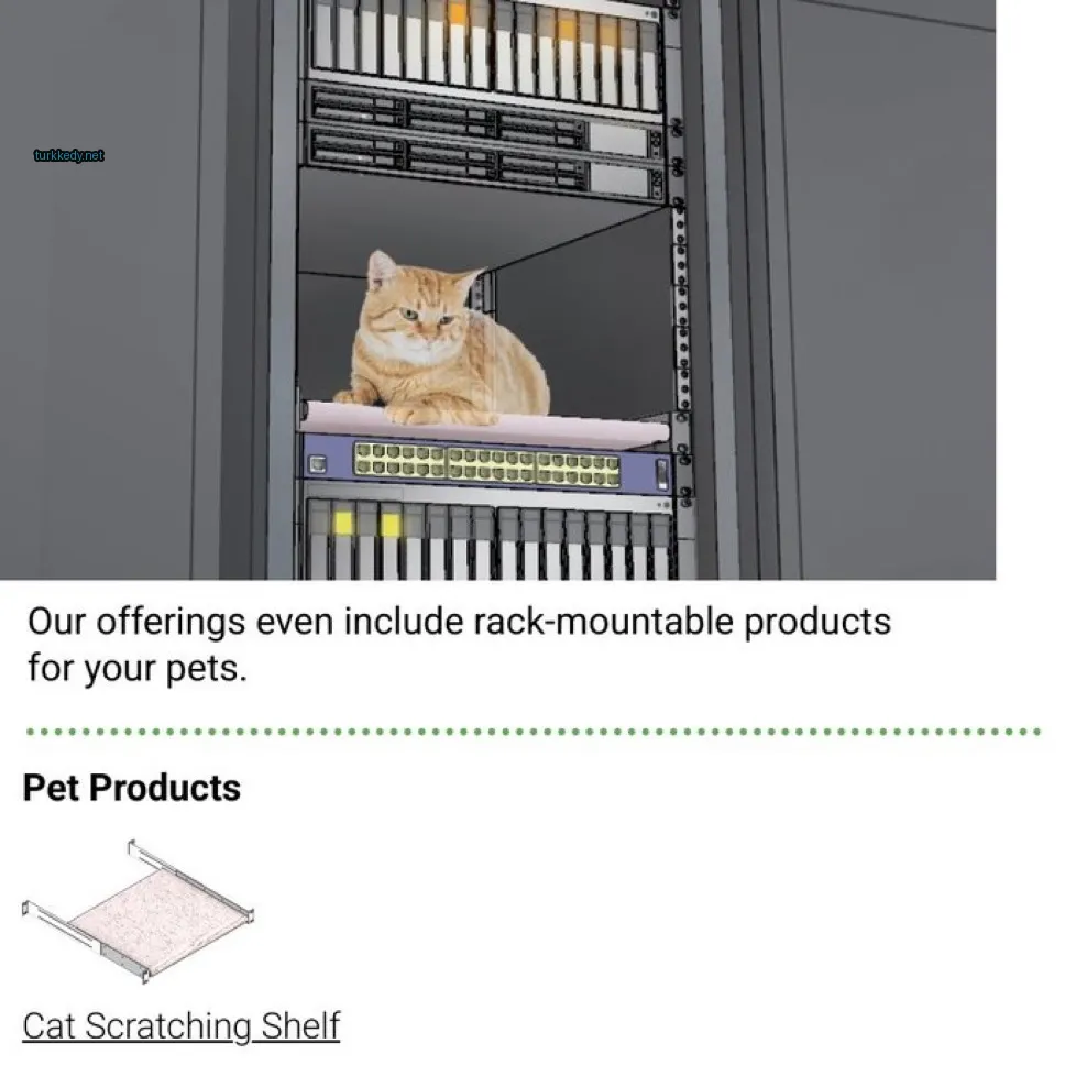 Bir sunucu odasındaki bir kedi bir rafta oturuyor.