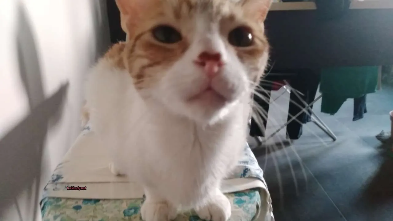 Kırmızı bir burunlu bir kahverengi ve beyaz kedi masa üzerinde oturuyor.