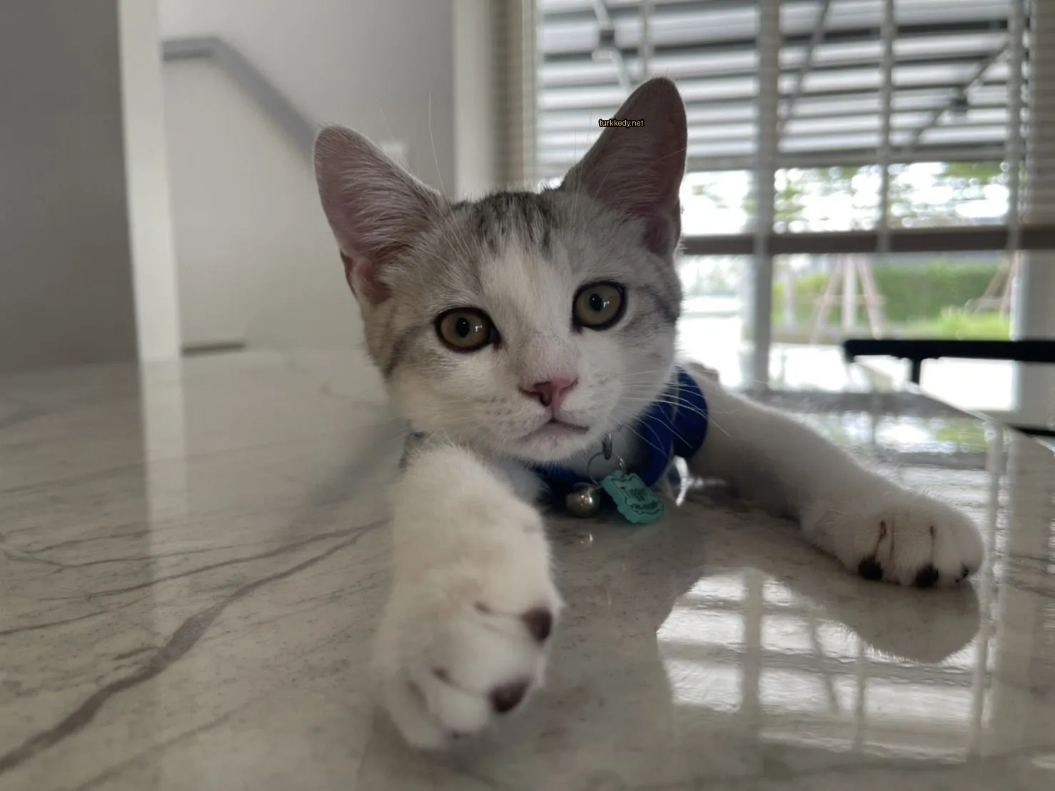 Beyaz ve gri bir kedi tezgahda yatıyor.