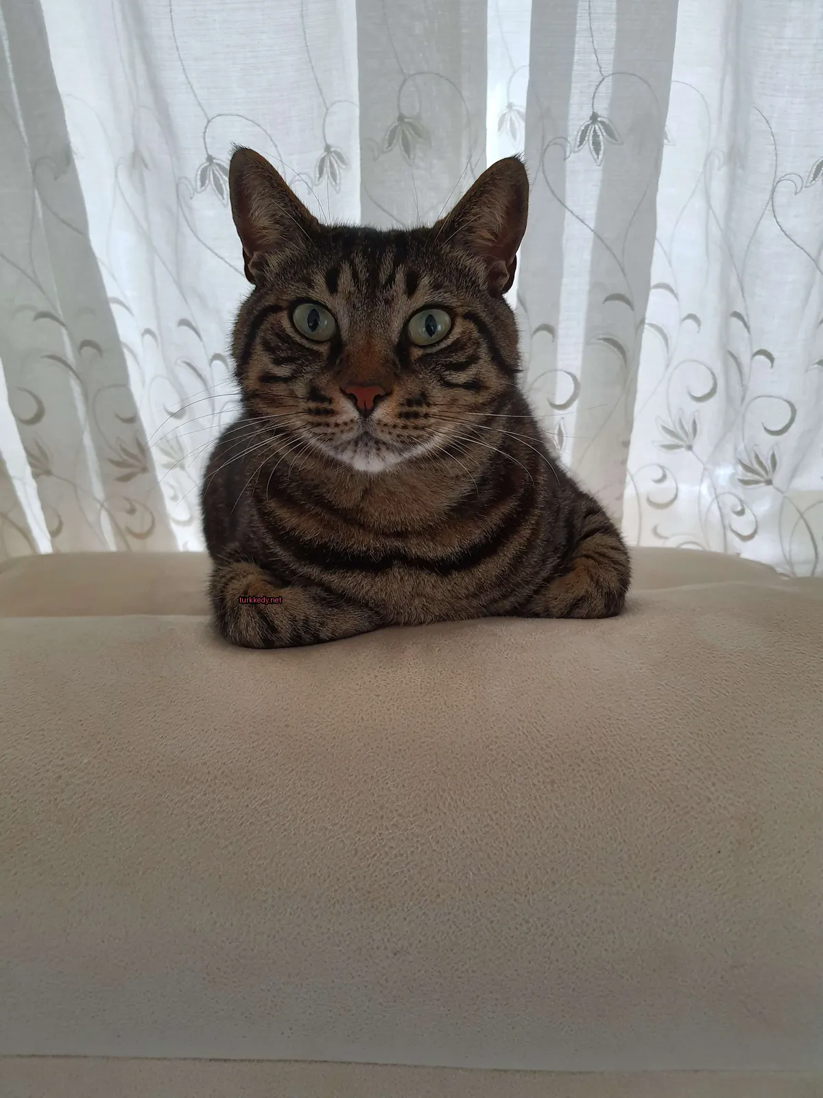 Koltukta bir kedi, bir kırmızı etiketli kolyesi var.