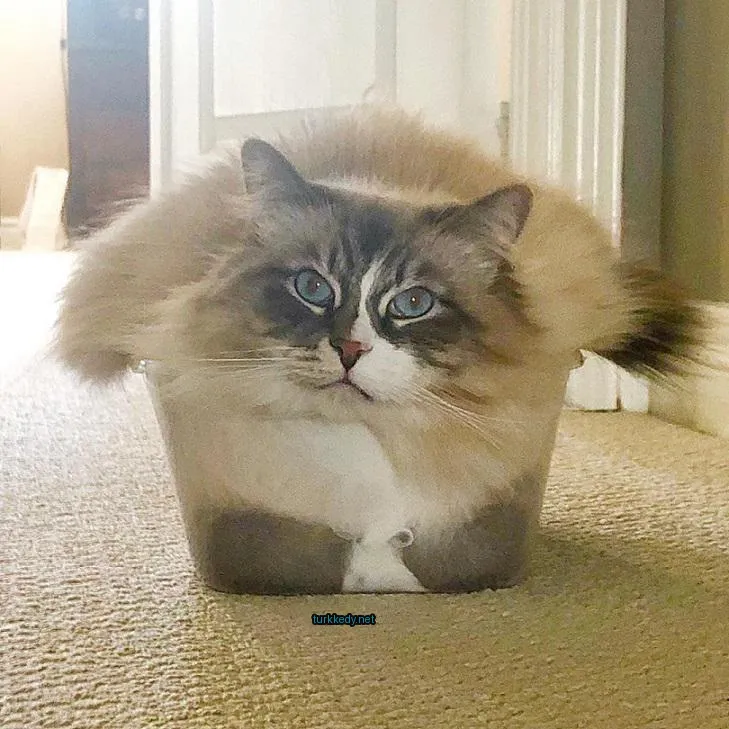 Gri ve beyaz bir kedi bir kaba oturuyor.