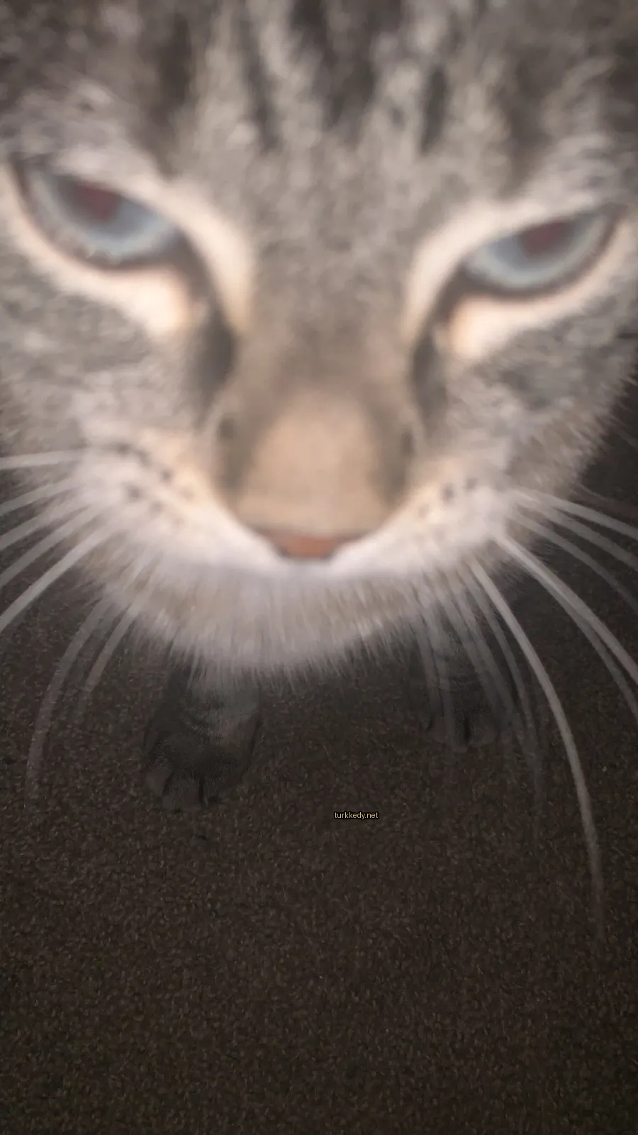 Gri ve beyaz bir kedi, kameraya bakıyor.