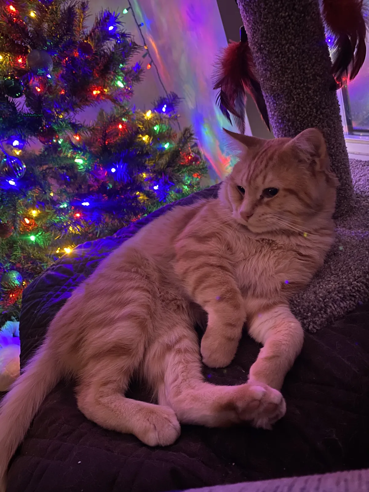 Kırmızı bir kedi, beyaz bir ayakla Noel ağacının önünde bir minderin üzerinde yatıyor.