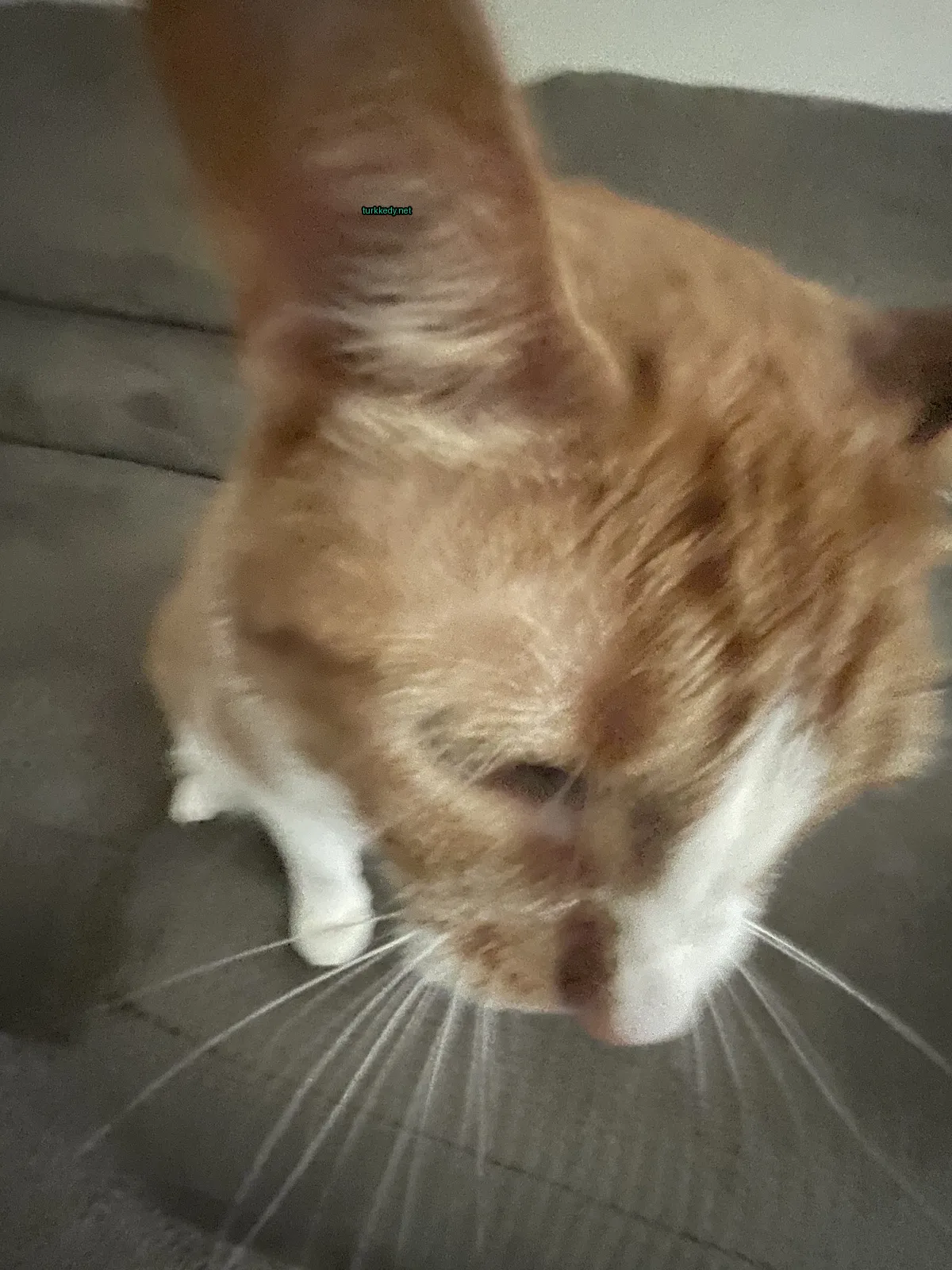 Kahverengi ve beyaz bir kedi, beyaz burun ve kaşları ile bir sofa üzerinde oturuyor.