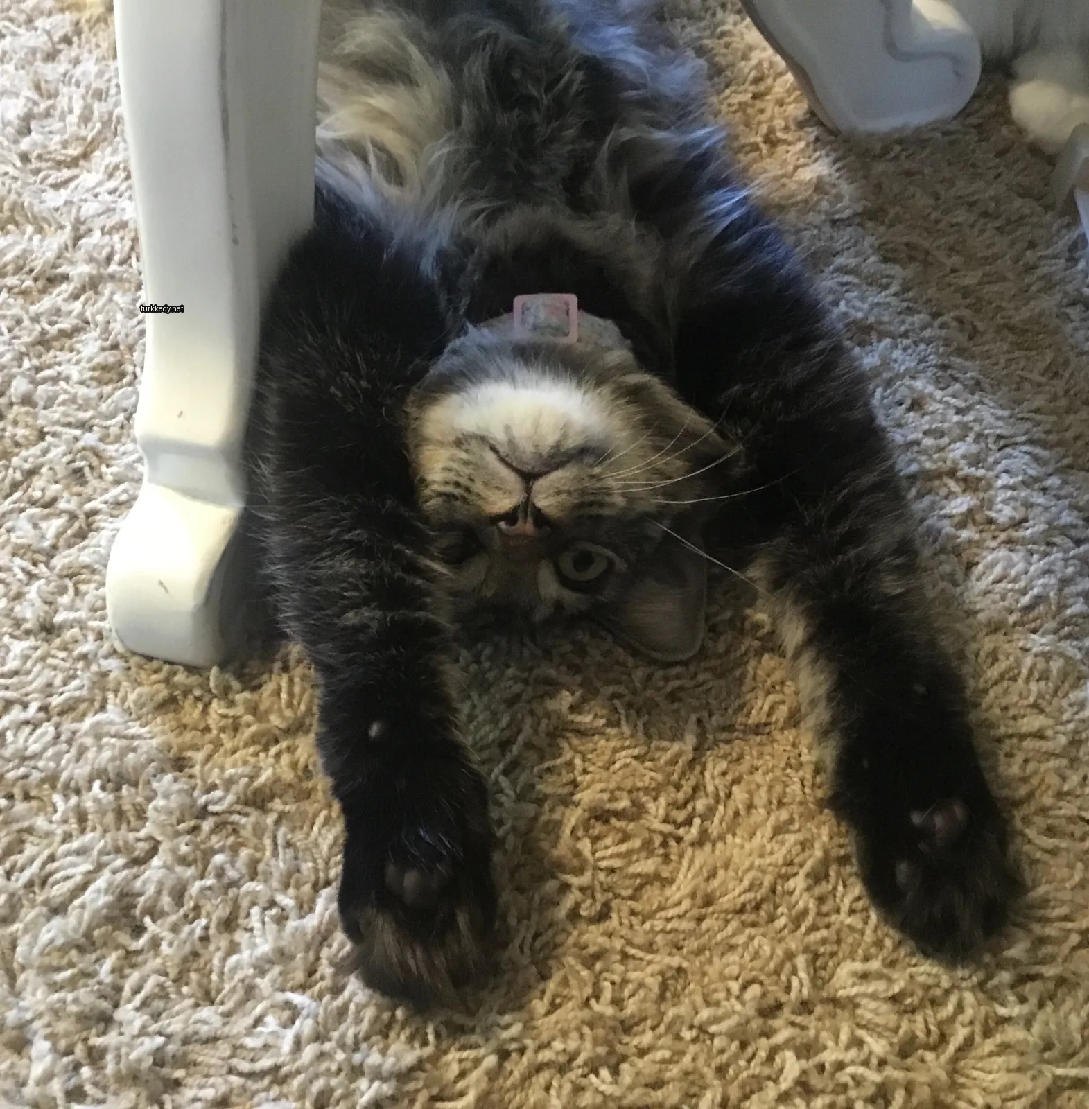 Siyah ve gri desenli bir kedi zemine uzanmış.