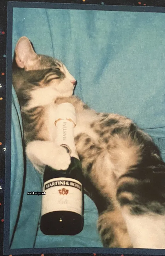 Bir kedi, Martini & Rossi şişesini tutuyor ve bir koltukta yatıyor.