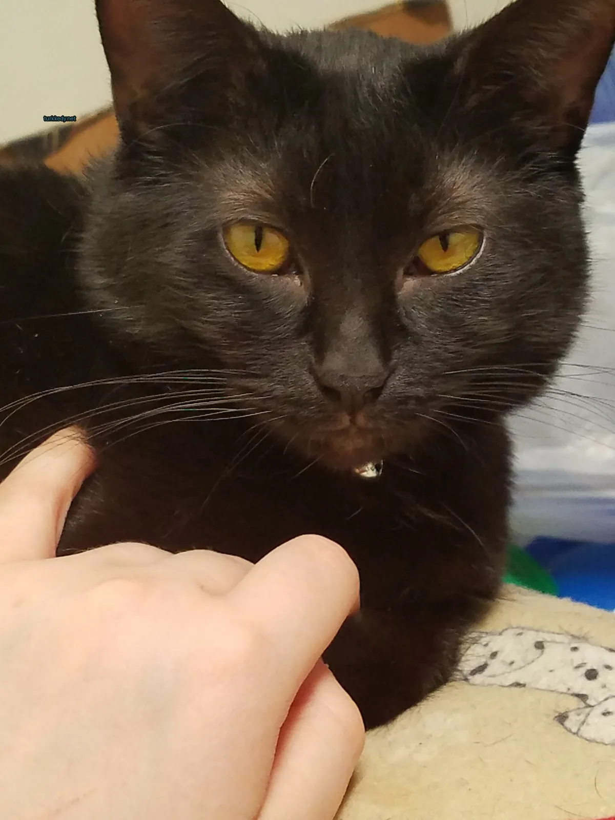 Siyah bir kedi sarı gözleriyle bir kişinin kollarında oturuyor.