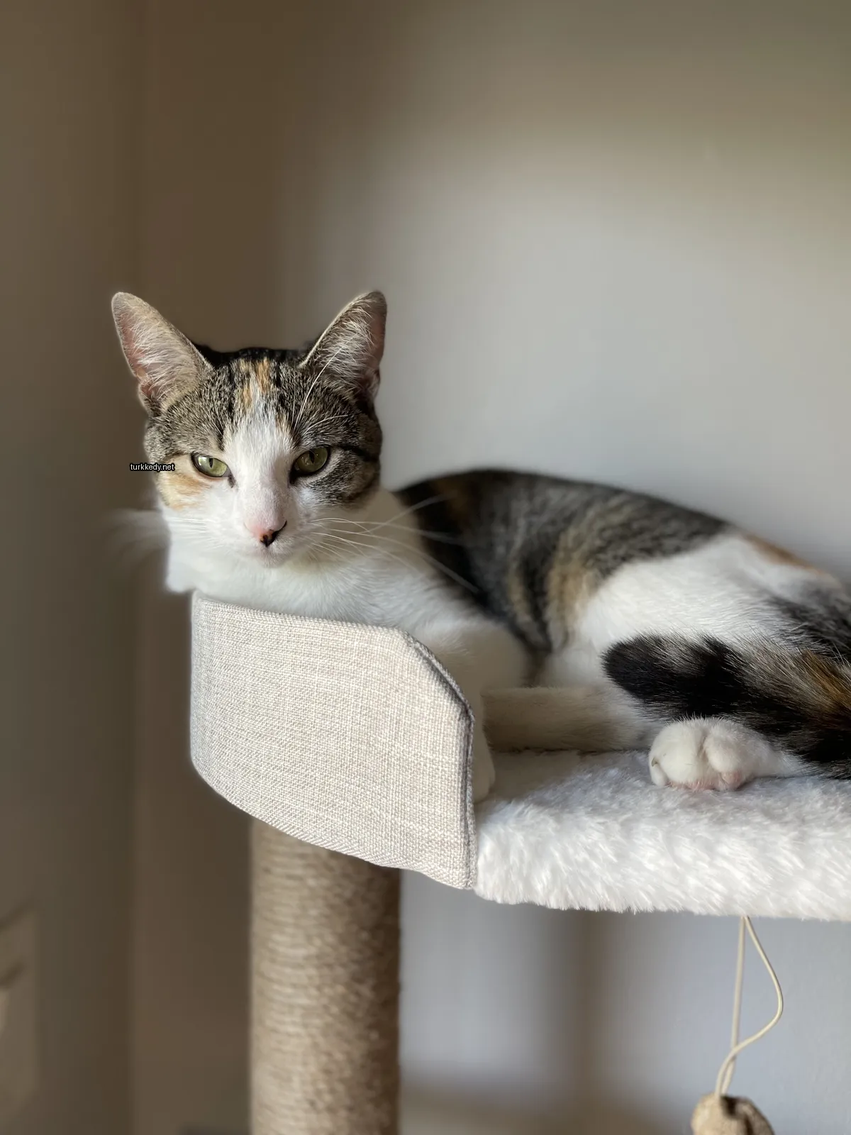 Koyu ve beyaz renkli bir kedi yatağında yatıyor.