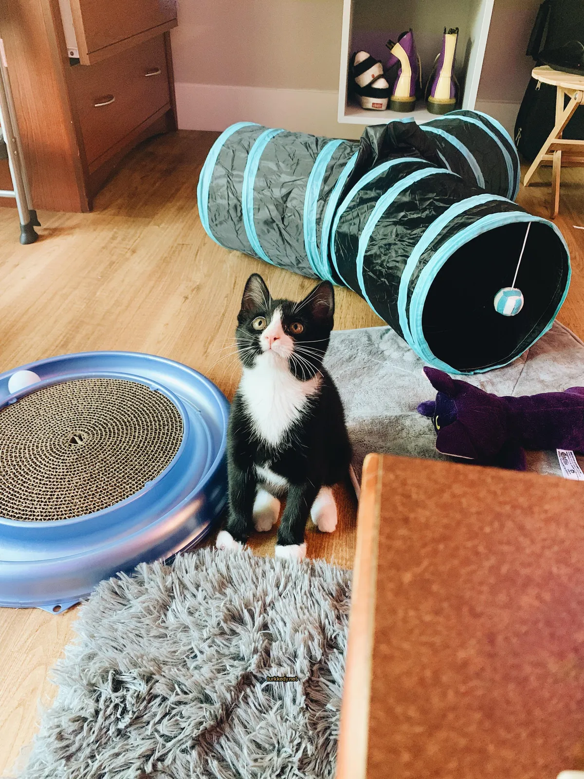 Siyah beyaz bir kedi bir halı üzerinde bir masanın önünde oturuyor.
