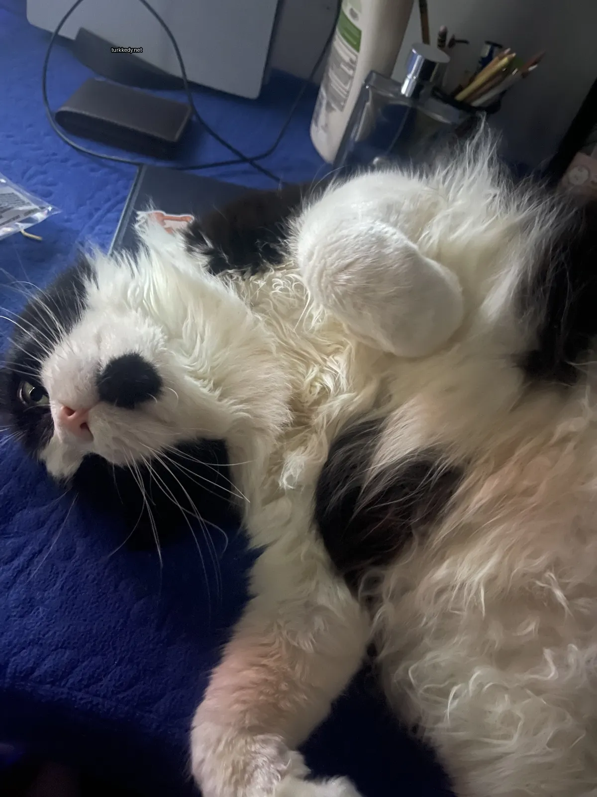 Siyah bir kedi mavi bir bez üzerinde yatıyor.