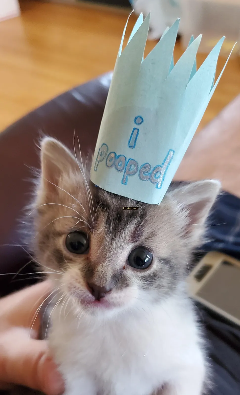 Mavi bir taçlı küçük bir kedi.