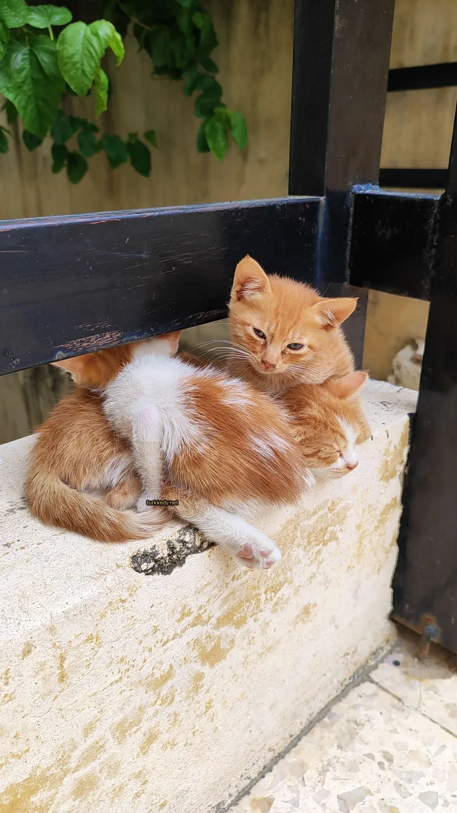 Kara ve beyaz bir kedi bir başka kediyle birlikte bir kaya parçasında yatıyor.