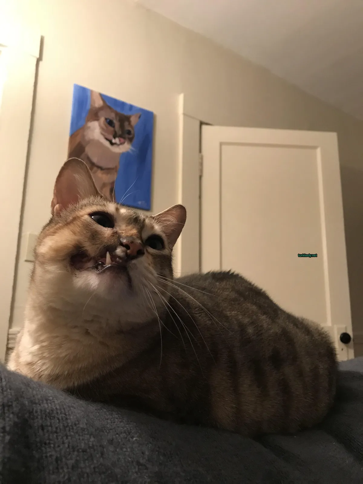 Beyaz ve kahverengi desenli bir kedi yatakta yatıyor.