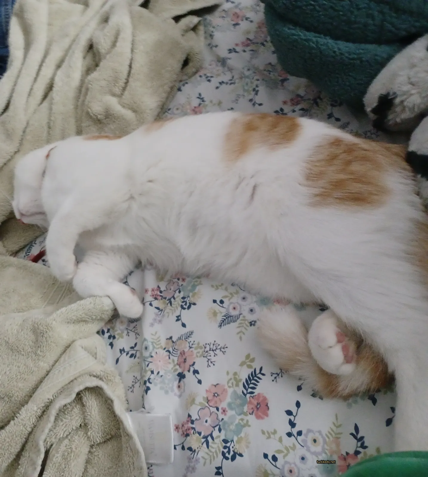Beyaz ve turuncu bir kedi yatakta bir minder ve yastıkla yatıyor.