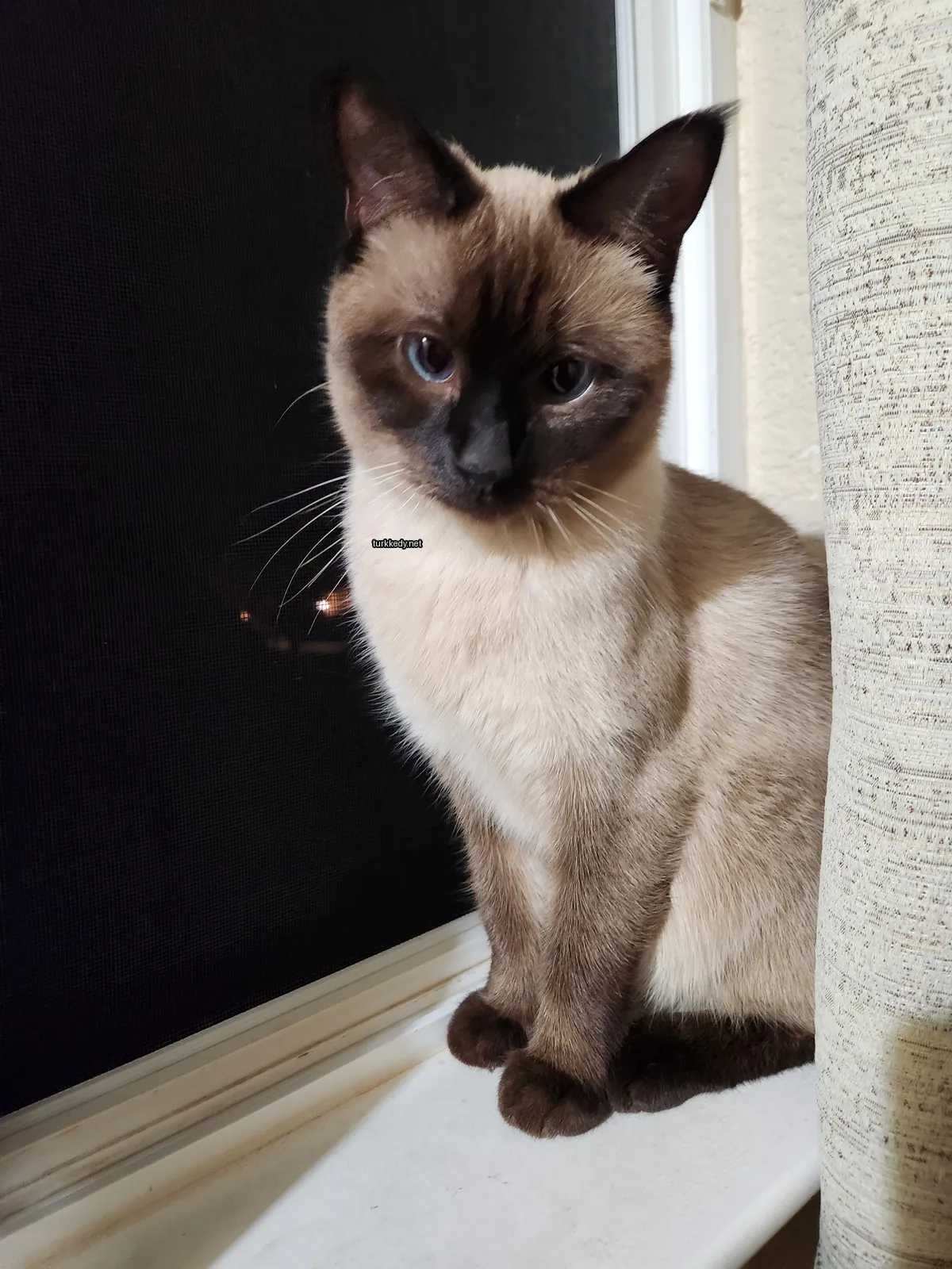 Bir Siyam kedi pencerede oturuyor.