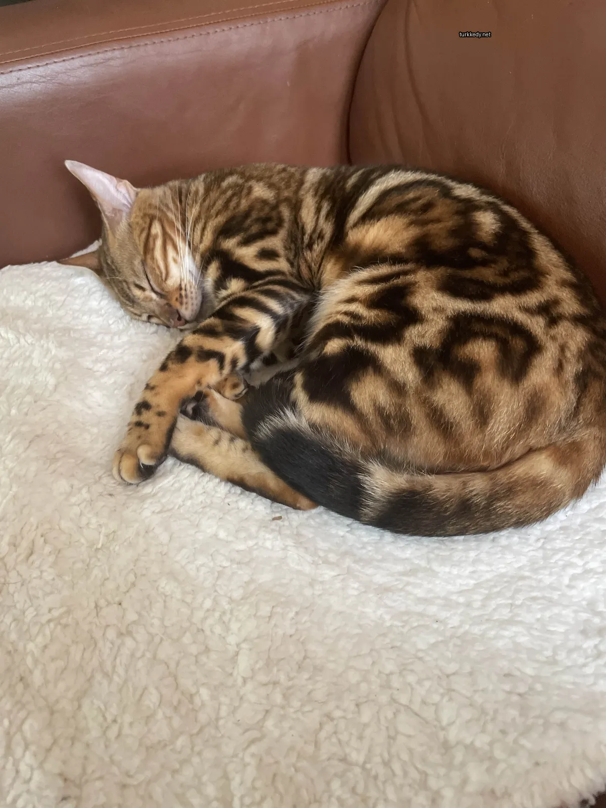 Siyah ve beyaz desenli bir kedi beyaz bir havlu üzerinde yatıyor.