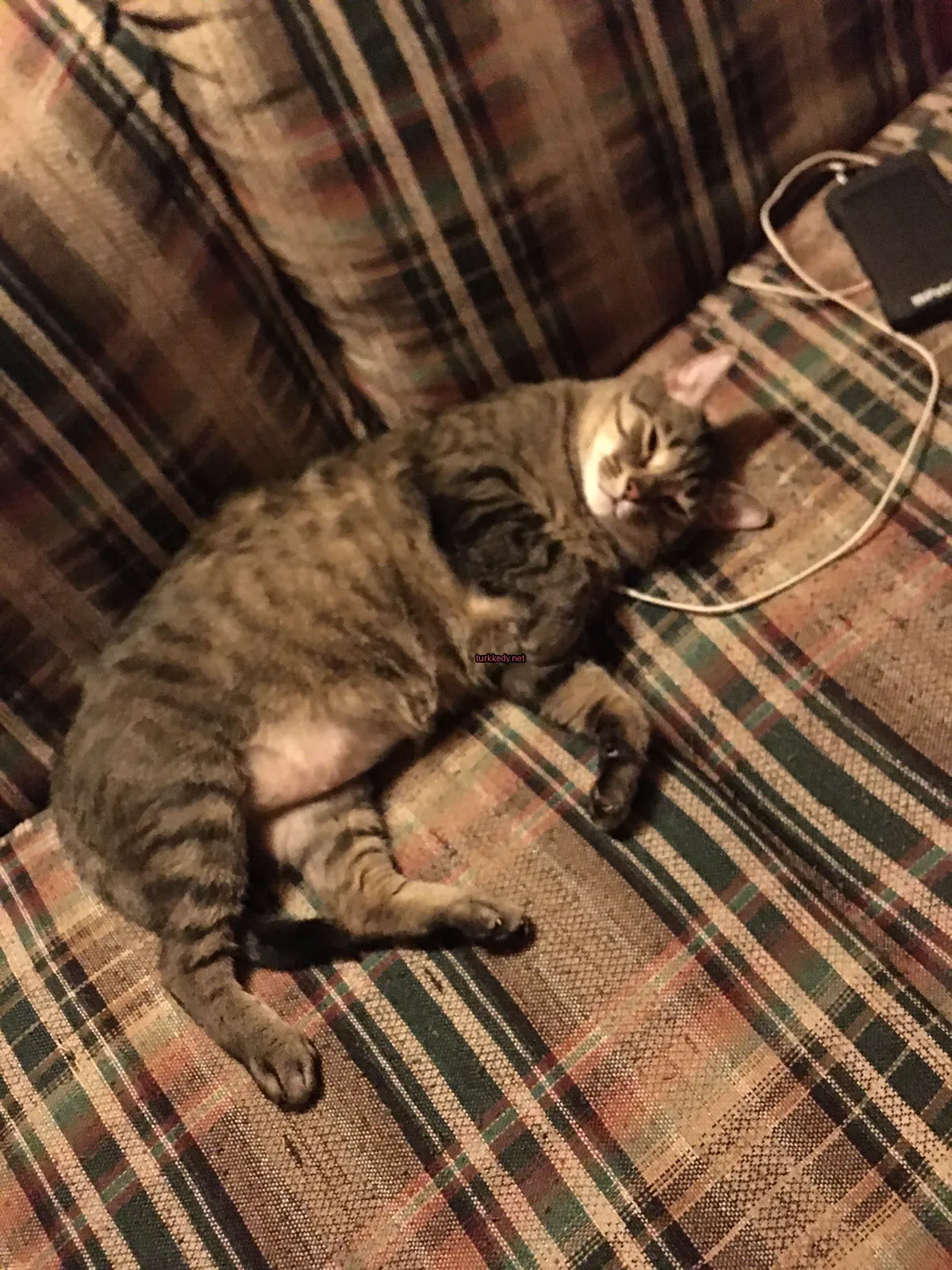 Bir büyük kedi bir plaid koltukta yatıyor.