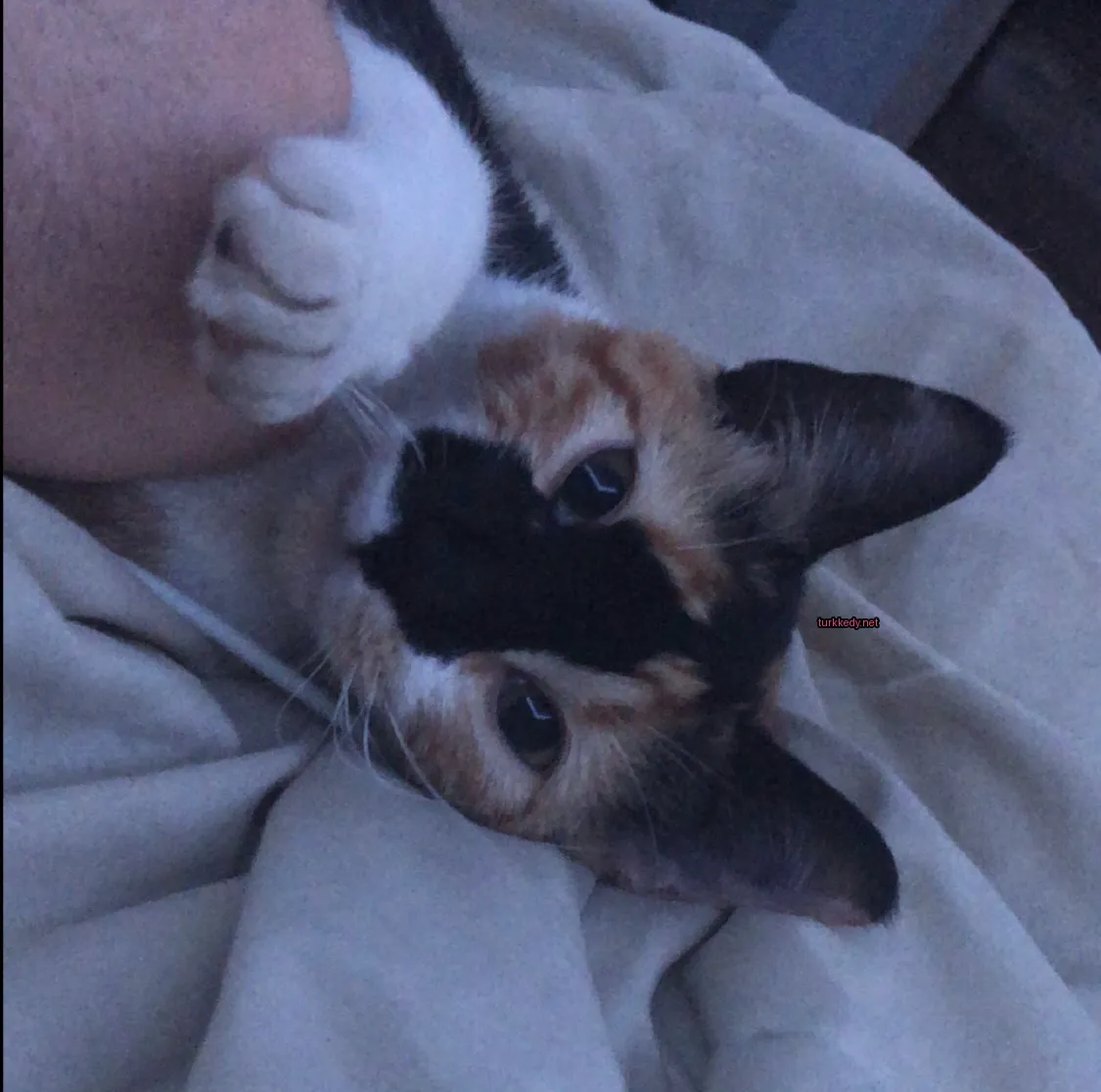 Kara kulakları ve beyaz ayakları olan bir calico kedi yatakta yatıyor.