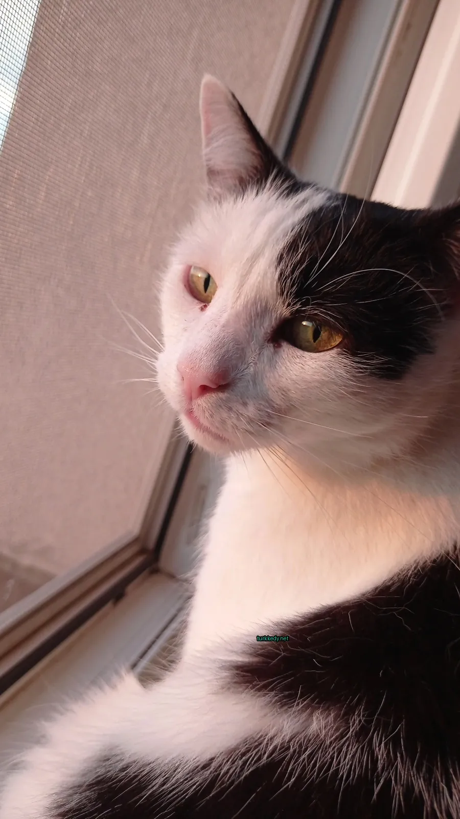 Siyah ve beyaz bir kedi pencereden oturuyor.