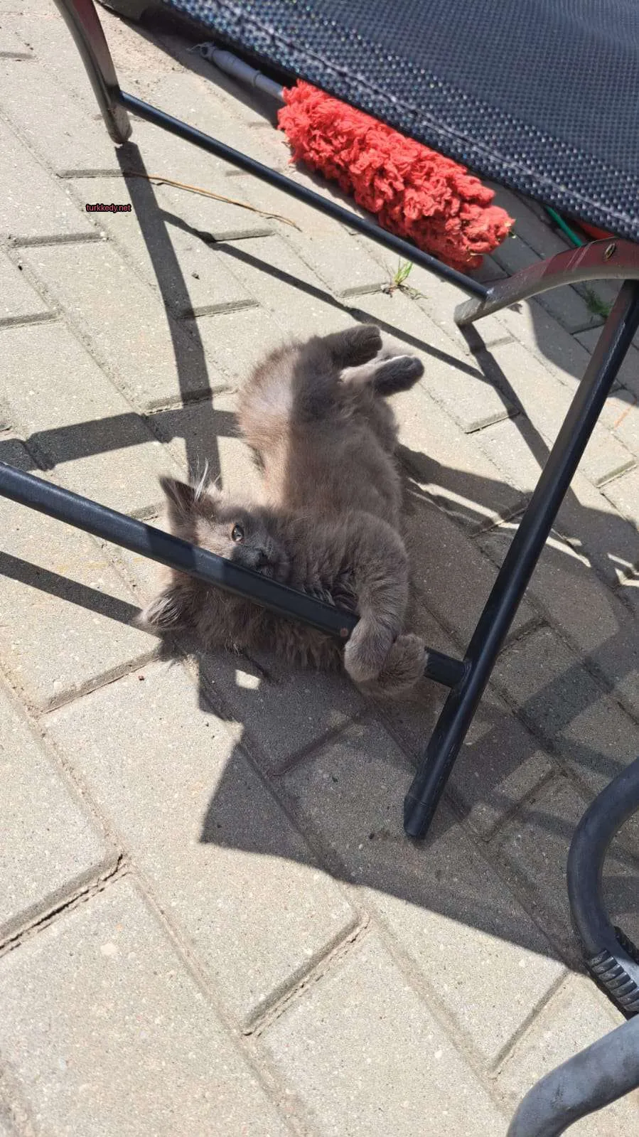 Gri bir kedi zemine yatmış ve metal bir direğe tutunmuştur.