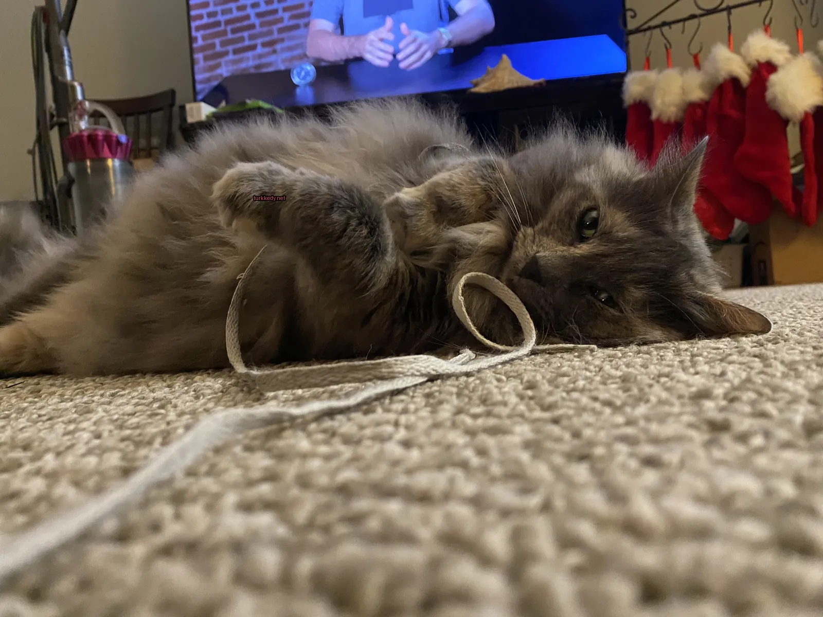 Gri bir kedi bir beyaz iplikle kumaş üzerinde oynuyor.