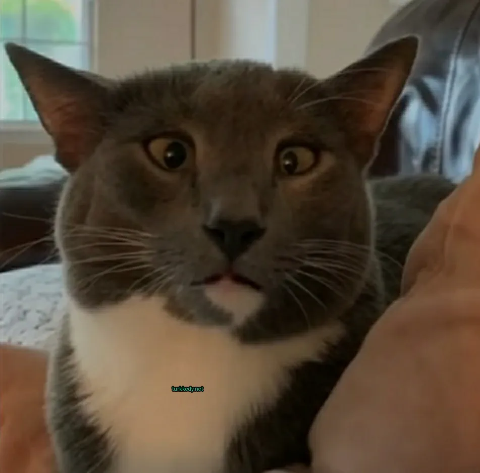 Gri ve beyaz bir kedi, şaşkın bir ifadeyle yüzünü gösteriyor.