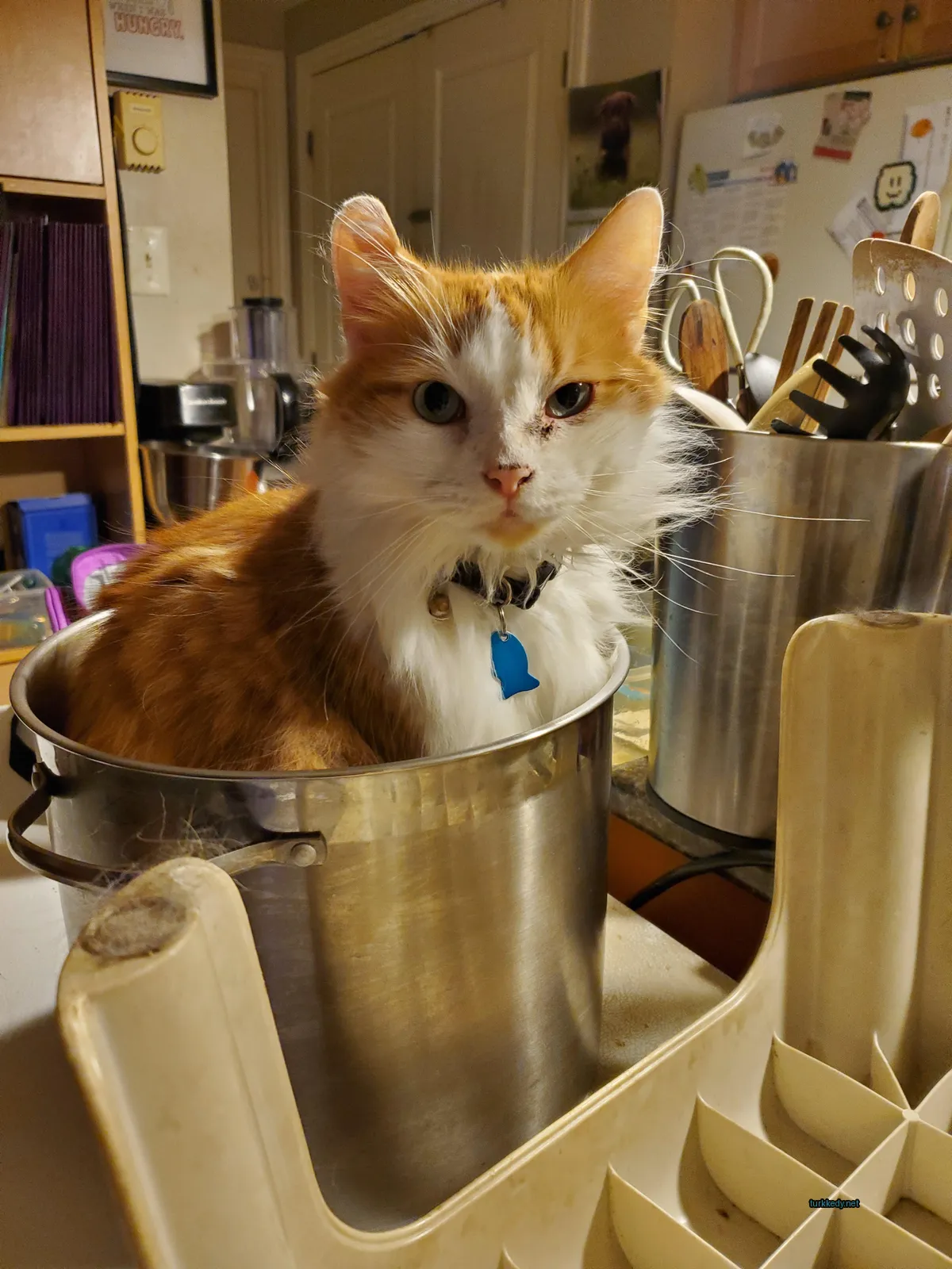 Kırmızı beyaz bir kedi bir tencerede oturuyor.