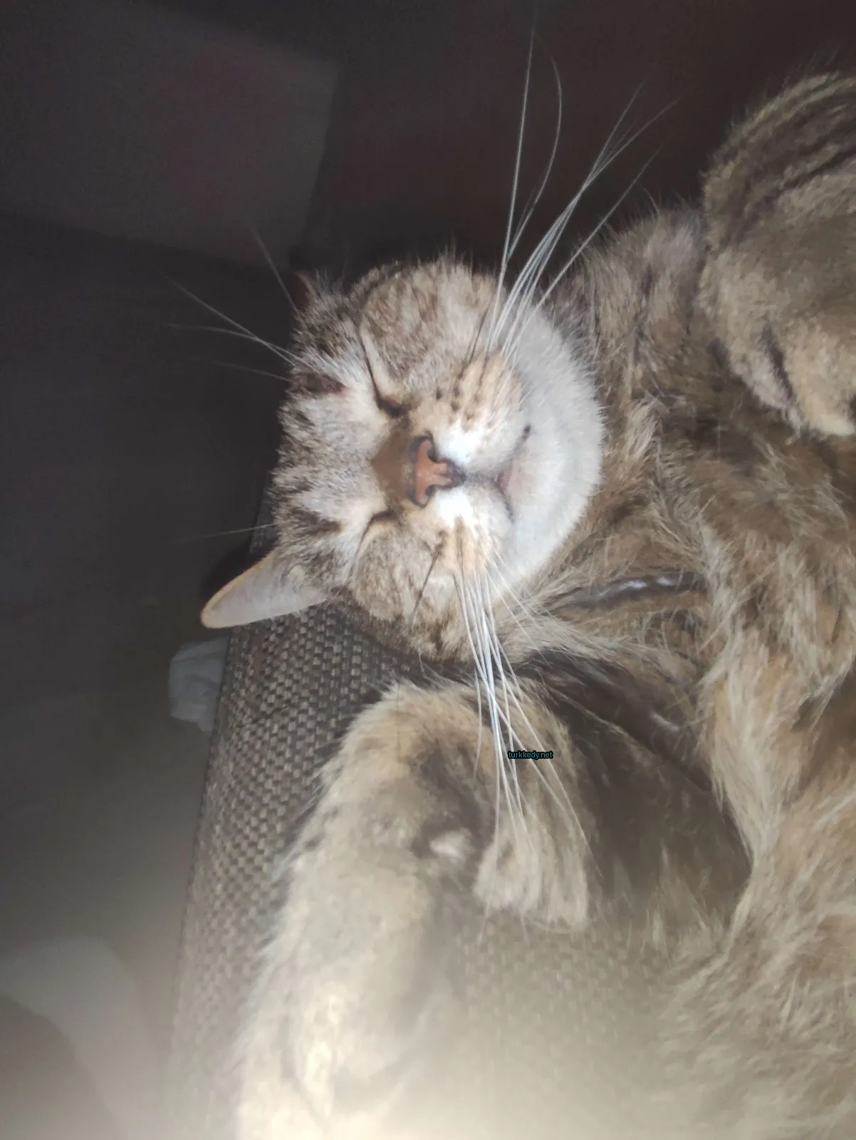 Kırmızı ve siyah desenli bir kedi bir sofa üzerinde yatıyor.