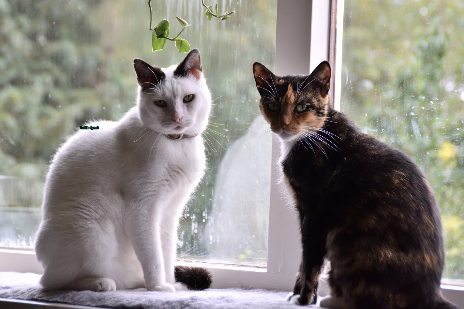 Siyah bir kedi, yüzünde kahverengi bir lekeyle.