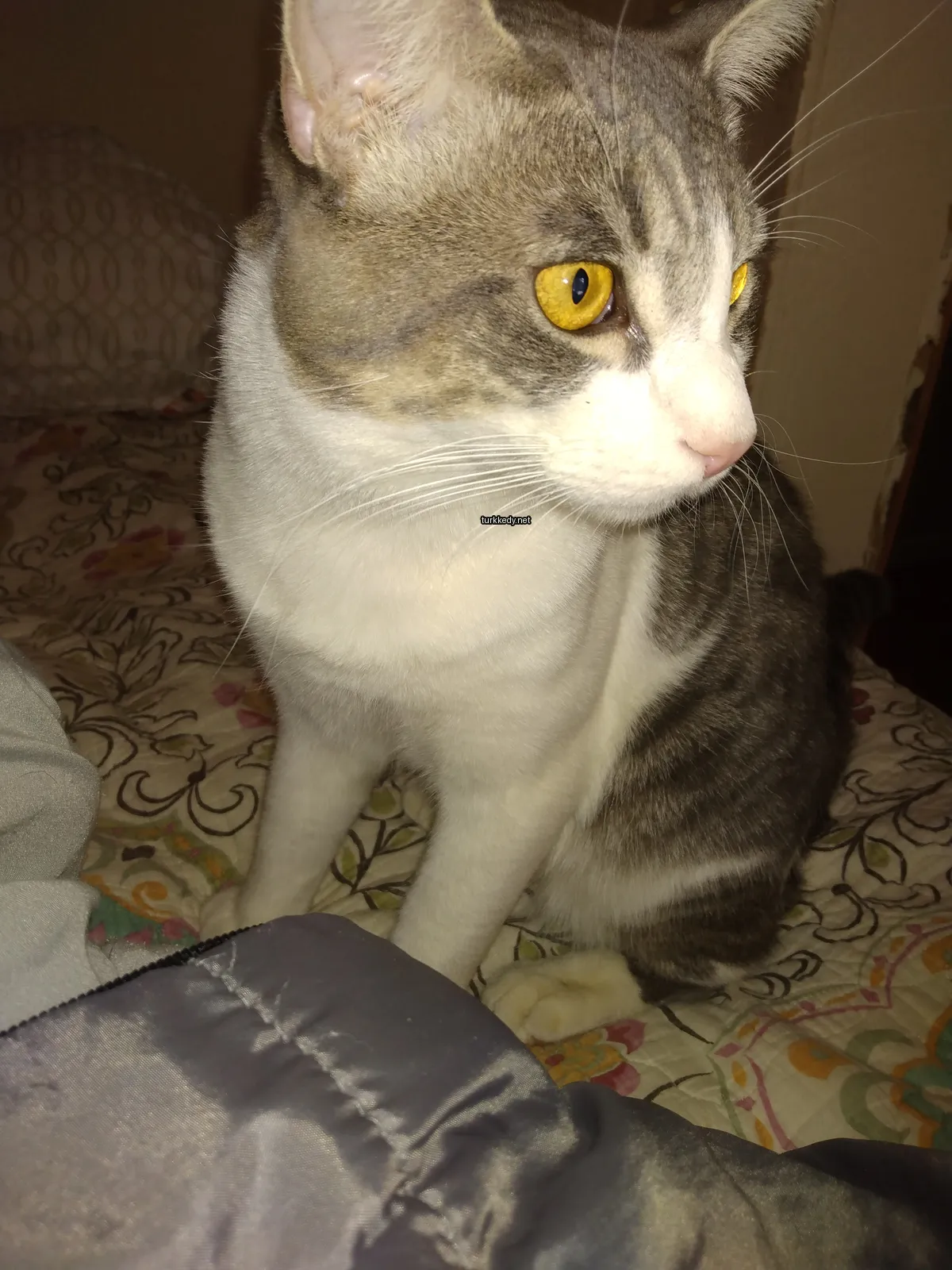 Beyaz ve gri bir kedi yatakta oturuyor.