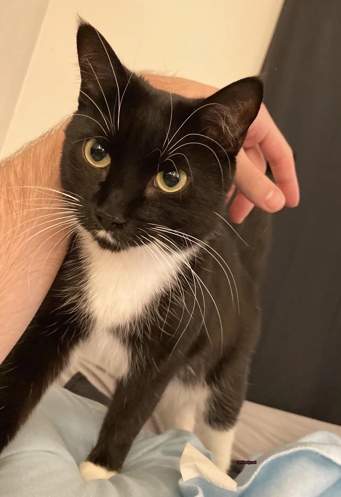 Beyaz göğsü olan bir siyah beyaz kedi yatakta oturuyor.