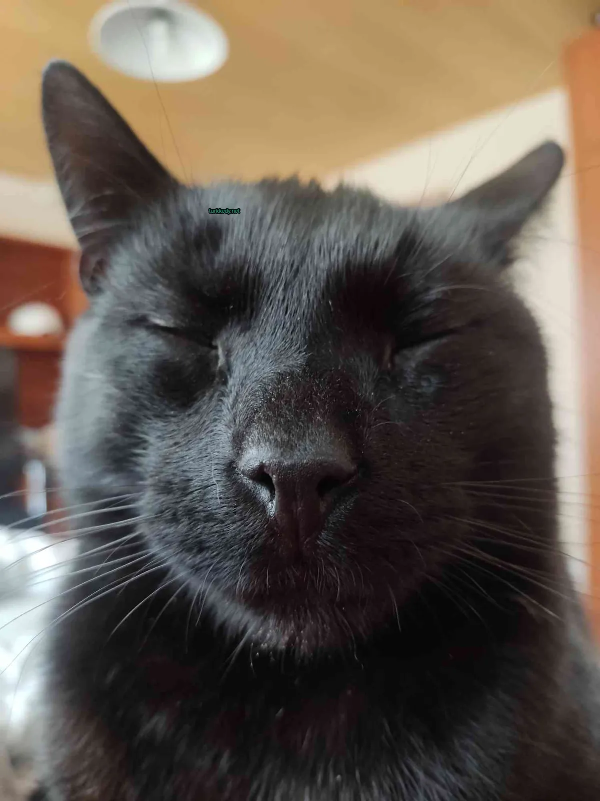 Siyah bir kedi, kulağında yeşil bir etiket olan gözleri kapalı yatıyor.