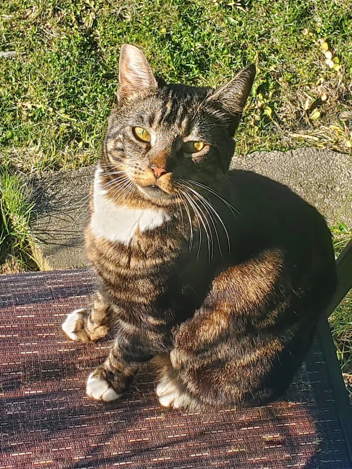 Kara ve siyah şeritli bir kedi, ahşap bankta oturuyor.