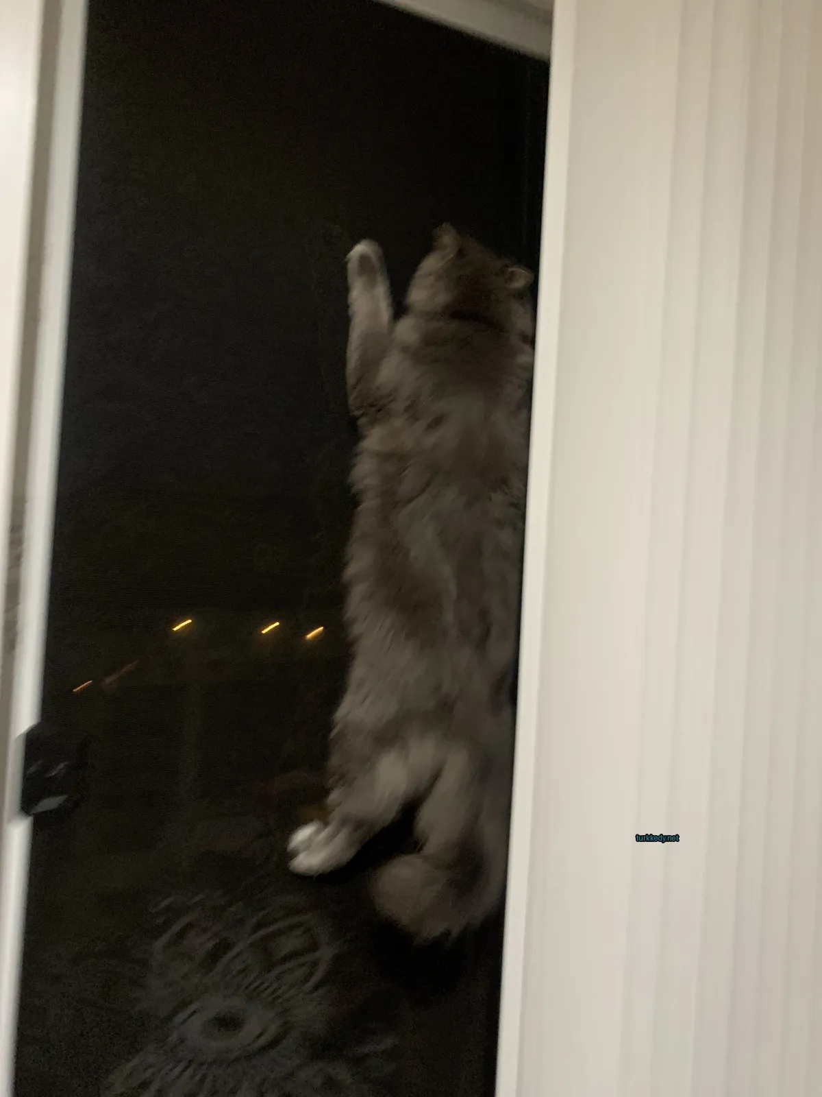 Gri bir kedi, beyaz bir ayakla pencereden dışarıdayız.