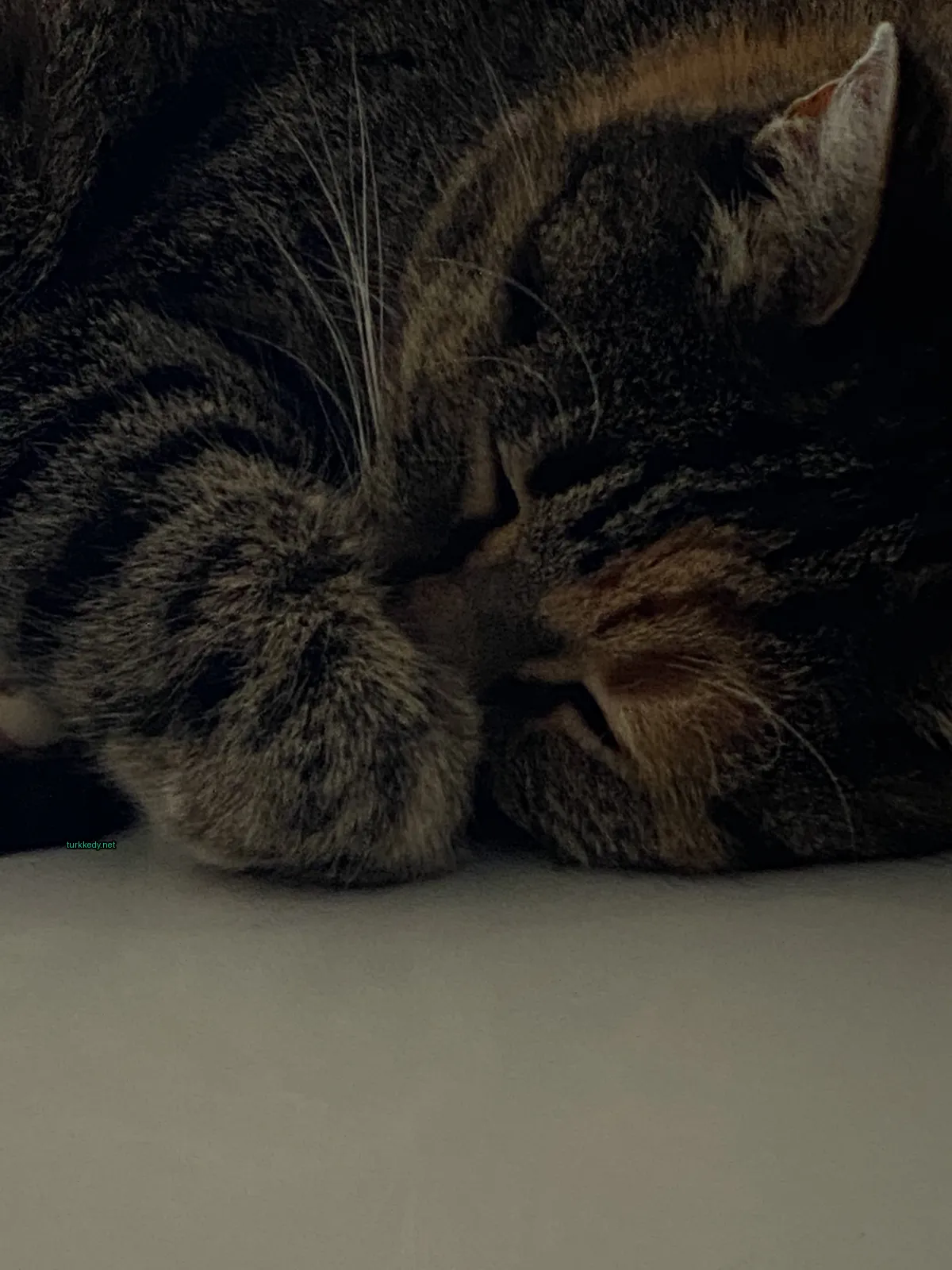 Kırmızı ve beyaz damalı bir püskürtü olan bir kedi beyaz bir yüzeyde yatıyor.
