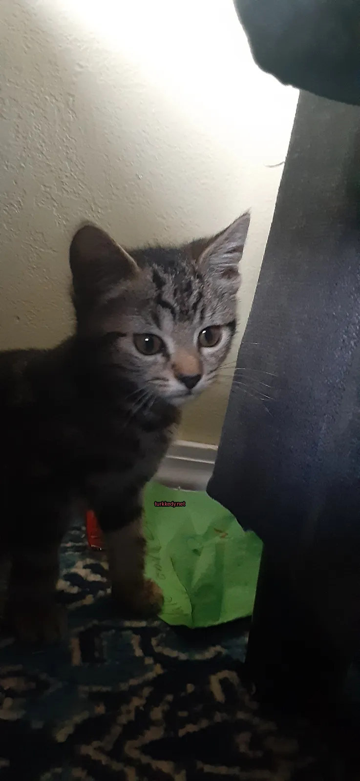 Gri ve beyaz bir kedi, siyah burun ve tırnaklarıyla bir köşede oturmaktadır.