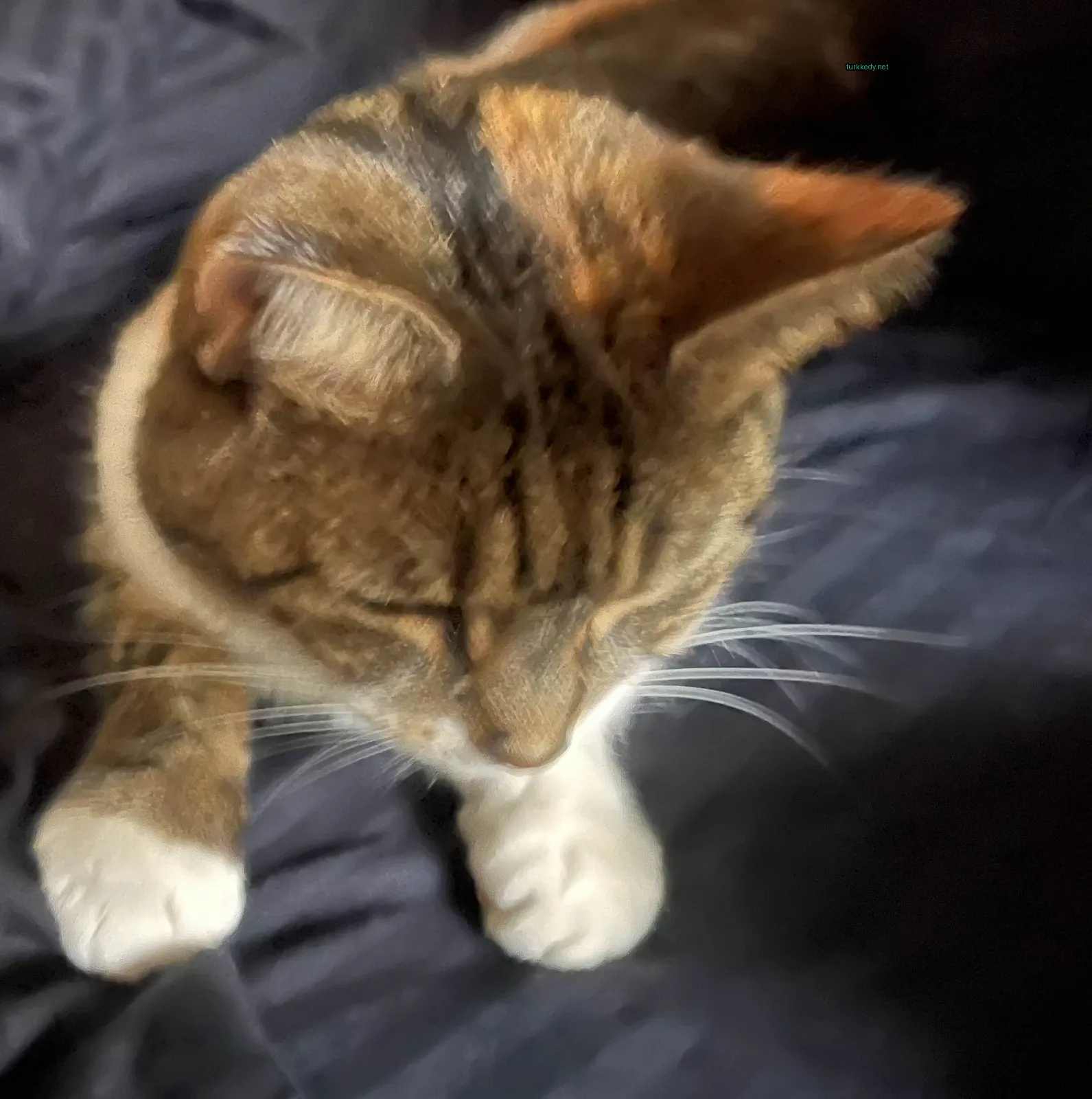 Kahverengi ve beyaz bir kedi yatakta yatıyor.