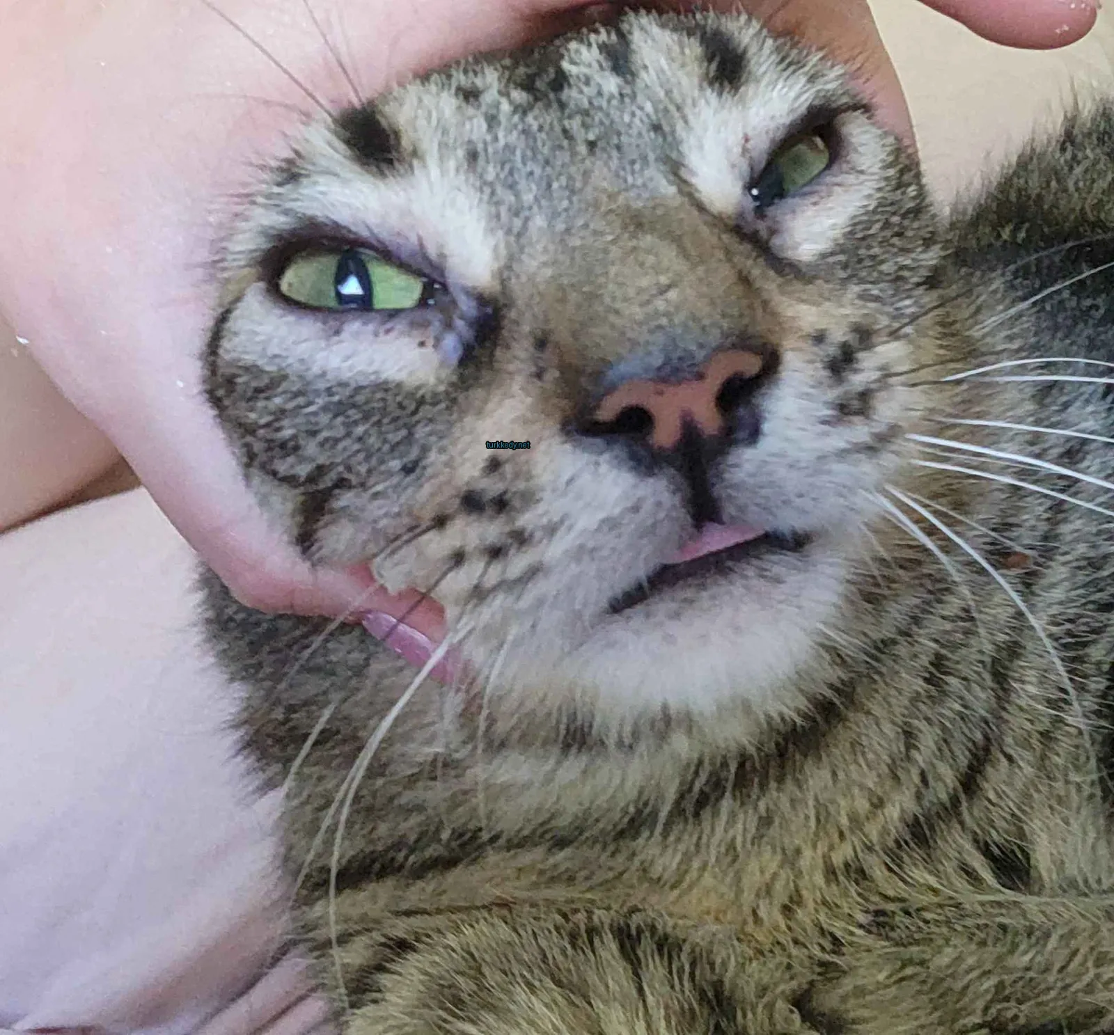 Kırmızı ve siyah desenli bir kedi bir kişinin kolunda yatıyor.