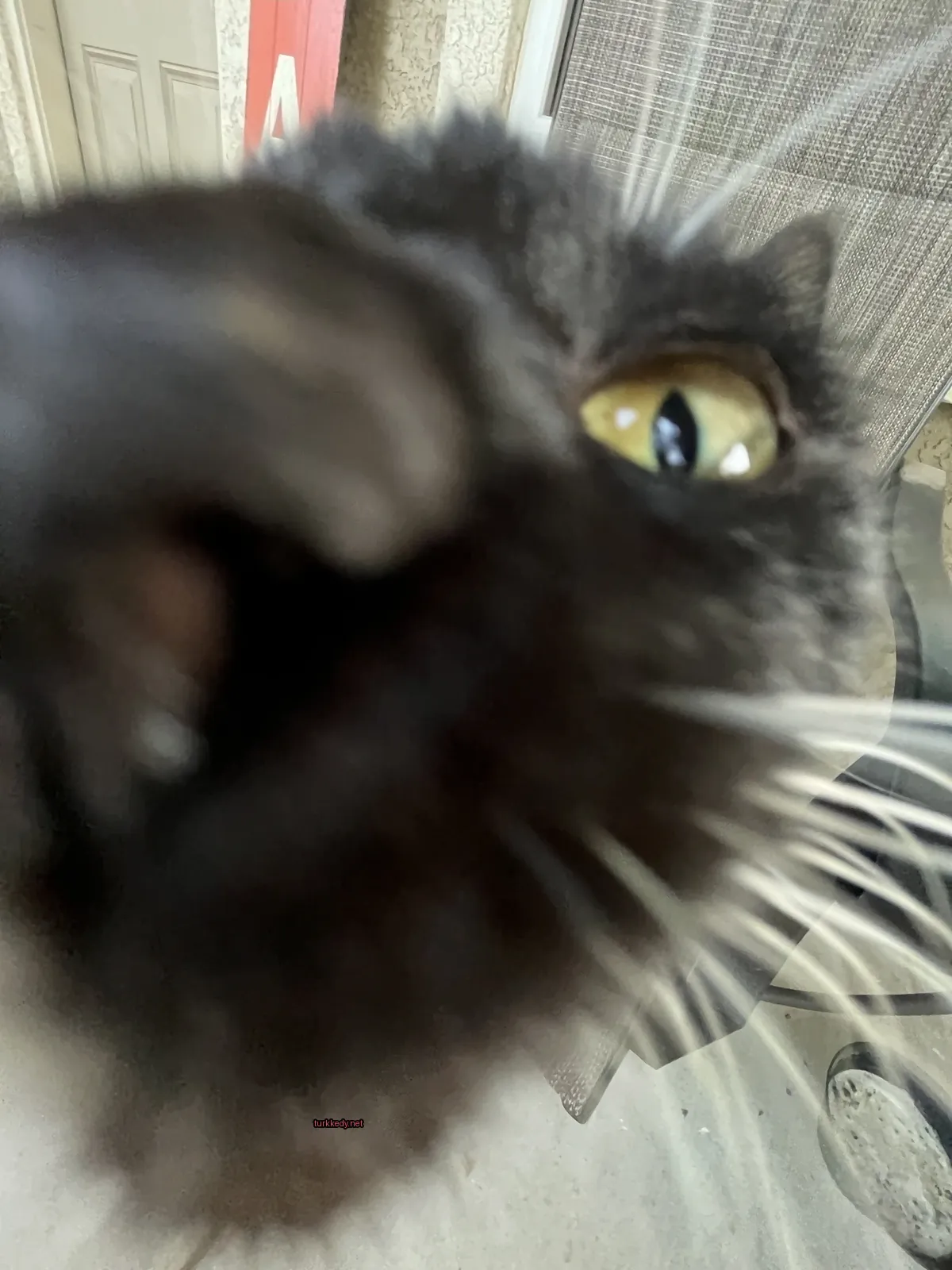 Beyaz bir kedi, sarı bir gözle kameraya bakıyor.