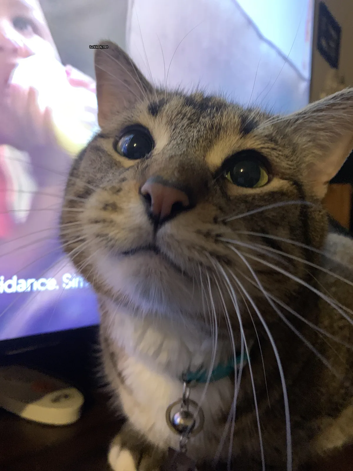 Gri ve beyaz bir kedi, yeşil bir kemer takılı, bir televizyonun önünde oturuyor.
