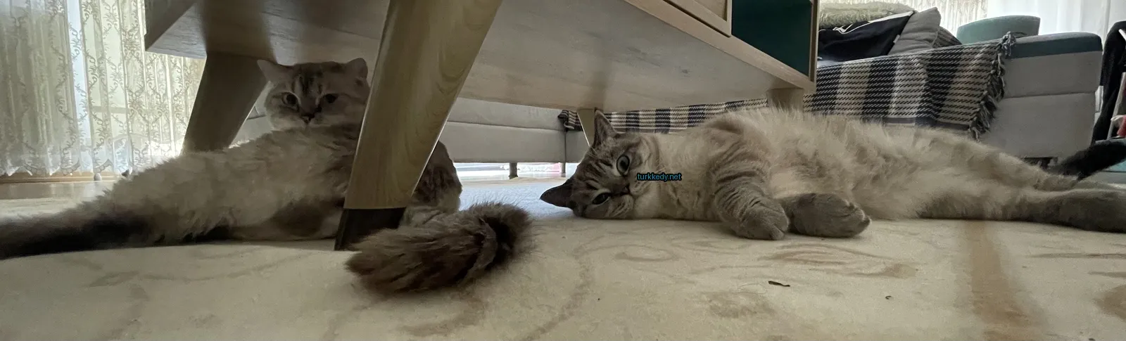Gri ve beyaz bir kedi bir halı üzerinde yatıyor.
